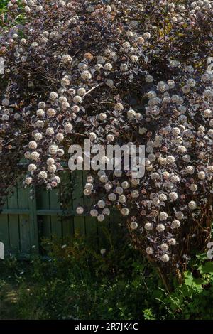 Physocarpus opulifolius „Diabolo“ Foto: Bo Arrhed Stockfoto