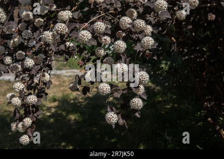 Physocarpus opulifolius „Diabolo“ Foto: Bo Arrhed Stockfoto