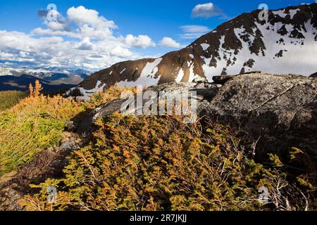 Die Never Summer Wilderness, Colorado, beleuchtet am späten Nachmittag Felsgestein und Bergimmergrün. Stockfoto