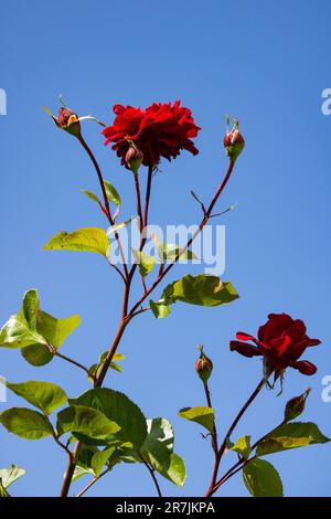 Rote wilde Rosen am blauen Himmel 21.06.2023 Bialystok Polen. Sonniger Frühlingstag und Blick auf wunderschöne rote Rosen. Stockfoto