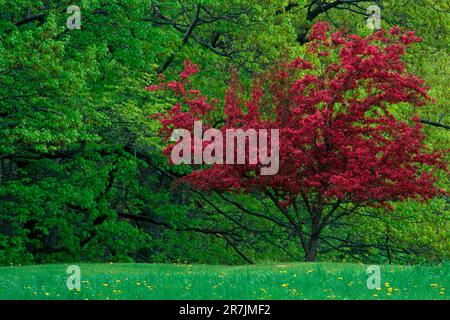 Ein Blumenkrabbelbaum (Malus spp.) Steht in Freeport, Maine, im Kontrast zu leuchtend grünem Frühlingslaub. Stockfoto