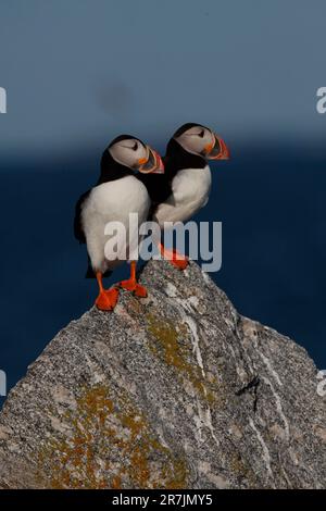 Atlantische Papageientaucher (Fratercula arctica), die Hauptattraktion auf der östlichen Egg Rock Island, Maine. Stockfoto