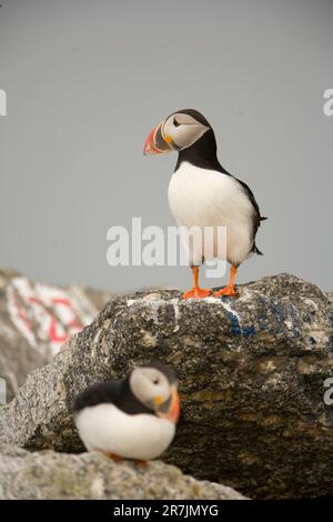 Atlantische Papageientaucher, Fratercula Arctica, die Hauptattraktion auf Eastern Egg Rock Island, Maine. Stockfoto