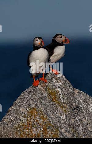 Atlantische Papageientaucher (Fratercula arctica), die Hauptattraktion auf der östlichen Egg Rock Island, Maine. Stockfoto