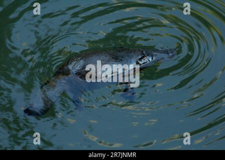 Weiblicher Platypus auf der Wasseroberfläche. Ornithorhynchus anatinus Eungella National Park Queensland Australien Stockfoto