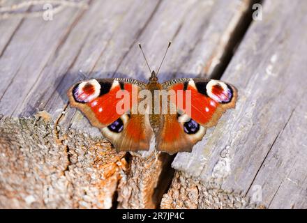 Pfauenschmetterling mit weit geöffneten Flügeln auf einer Holzfläche. Insekten-Nahaufnahme. Roter Schmetterling. Aglais io. Europäischer Pfau. Stockfoto