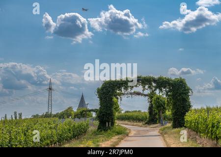 Weinberge im Rhein Main Regional Park in der Nähe der Floersheimer Warte Stockfoto