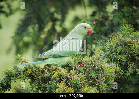 Grüner Sittich mit Rosenring auf einer Kiefer Stockfoto