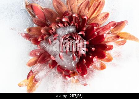 Rotes Chrysanthemum, gefroren in Eis. Stockfoto