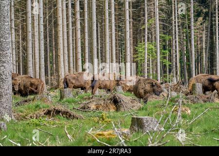 Wildes lebendes europäisches Holz Bison, auch Wisent oder Bison Bonasus, ist ein großes Landsäugetier und war in Europa fast ausgestorben, wurde aber jetzt wieder in die RO eingeführt Stockfoto