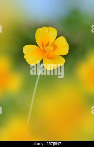 Kalifornische Mohn - Eschscholzia californica Stockfoto