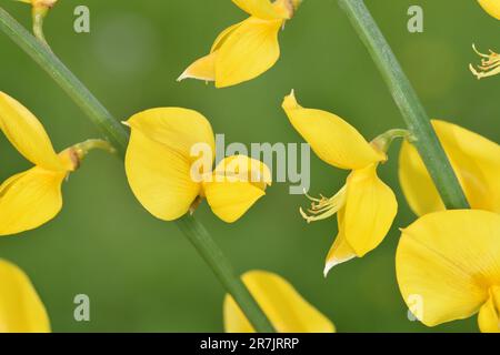 Spanischer Besen - Spartium junceum Stockfoto