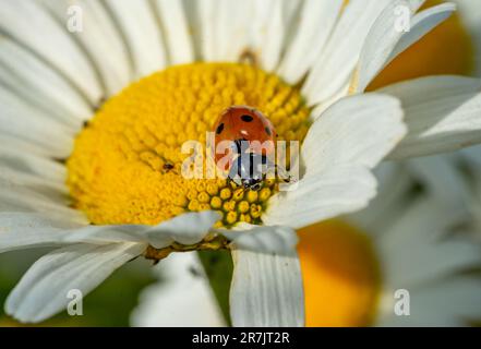 marienkäfer auf Gänseblümchen-Makroaufnahme Stockfoto