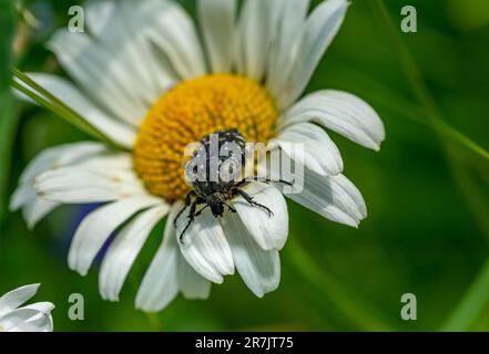 Der trauernde Rosenkäfer auf Gänseblümchen Stockfoto