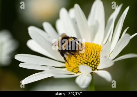 Hummel auf Blüte im Garten Stockfoto