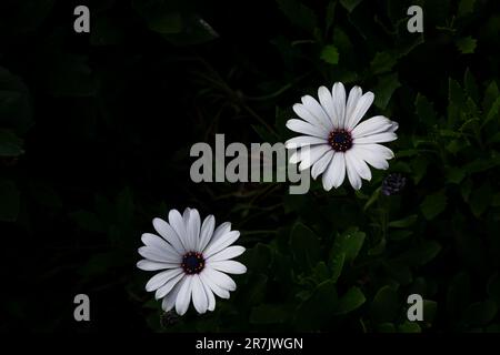 Osteospermum, afrikanische weiße Daisy-Blume, auch bekannt als afrikanische Daisy oder Daisybush. Draufsicht. Nahaufnahme. Stockfoto