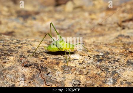 Das Grass Katydid ist gut getarnt, aber in den feuchteren Regionen Afrikas weit verbreitet und erstreckt sich bis nach Südeuropa. Sie ernähren sich von Pflanzen und Blattläusen. Stockfoto