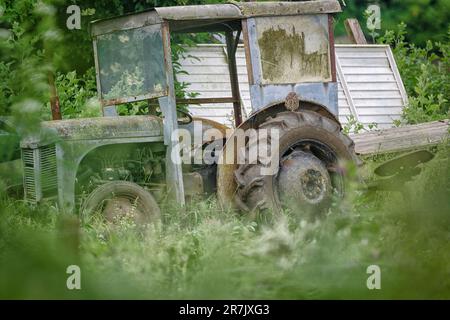 Die kleine Eule sitzt auf dem Traktor, wenn der Abend vergeht Stockfoto