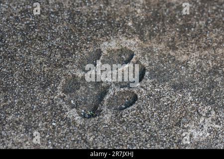 Katzenpfoten auf Asphalt. Der Abdruck der Katzenpfote ist für immer in Beton eingefroren Stockfoto