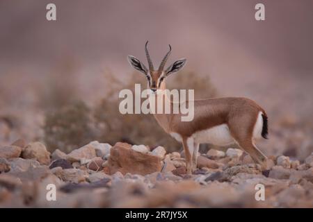 Dorcas Gazelle (Gazella dorcas), auch bekannt als Ariel Gazelle und غزال دوركاس, wurde im Januar in Israel fotografiert Stockfoto