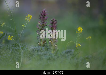 Acanthus syriacus (SYN. Acanthus hirsutus subsp. Syriacus) im östlichen Mittelmeerraum beheimatet zu den gebräuchlichen Namen gehören Acanthus und Bärenbreeche Stockfoto