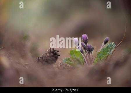 Mandrakenpflanze (Mandragora officinarum). يبروح طبي die Wurzel dieser Pflanze enthält zwei Steroid-Alkaloid-Verbindungen, Scopolamin und Hyoscyamin, Stockfoto