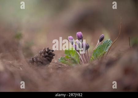 Mandrakenpflanze (Mandragora officinarum). يبروح طبي die Wurzel dieser Pflanze enthält zwei Steroid-Alkaloid-Verbindungen, Scopolamin und Hyoscyamin, Stockfoto