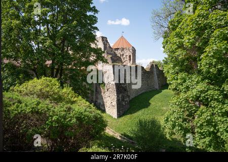 Blick auf die mittelalterliche Burg Cēsis in Lettland Stockfoto