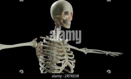 Menschliche männliche Skelettanatomie. Medizinische Genauigkeit, schwarzer Hintergrund, 3D-Rendering Stockfoto