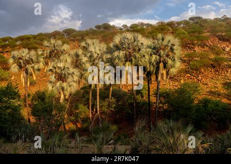 Doum Palm Trees in Epupa Falls Cunene River in Namibia an der Grenze zu Angola Stockfoto