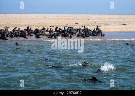 Eine Kolonie der braunen Seebären (Arctocephalus pusillus), auch bekannt als Kapfellrobbe, südafrikanische Seebären und australische Seebären, fotografiert Stockfoto