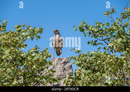 Blass chanting goshawk (Melierax canorus) hocken in einem Baum. Dieses fleischfressende Bird-of-Prey bewohnt die Savanne und Buschlandschaften der südlichen und östlichen Stockfoto