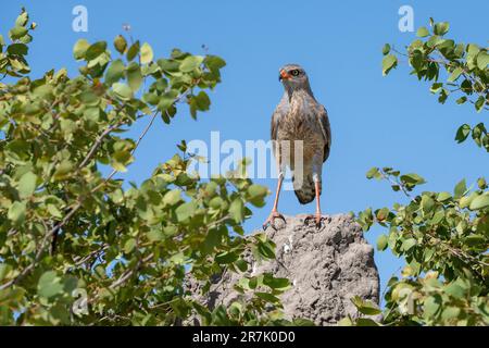 Blass chanting goshawk (Melierax canorus) hocken in einem Baum. Dieses fleischfressende Bird-of-Prey bewohnt die Savanne und Buschlandschaften der südlichen und östlichen Stockfoto