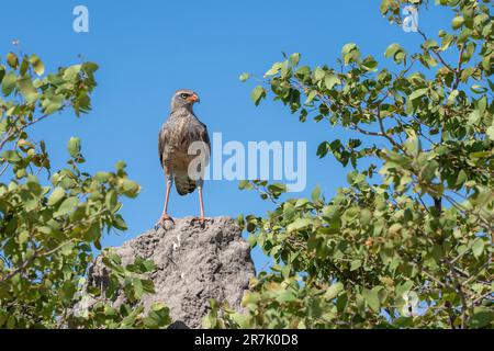 Blass chanting goshawk (Melierax canorus) hocken in einem Baum. Dieses fleischfressende Bird-of-Prey bewohnt die Savanne und Buschlandschaften der südlichen und östlichen Stockfoto