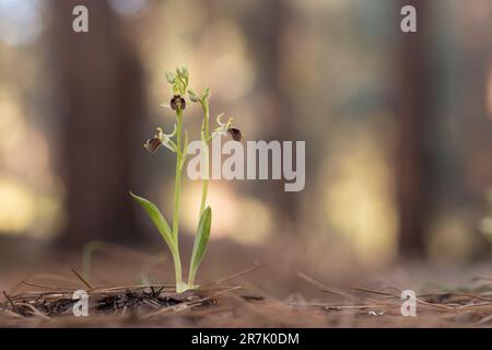 Ophrys wild Bee Orchid (Ophrys umbilicata) Bienenorchidee fotografiert in Israel im März Stockfoto