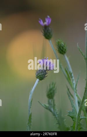 Centaurea nigra ist eine Art Blütenpflanze der Familie Asteraceae, die unter den gebräuchlichen Namen Klein-Känguruh, Gemeiner Känguruh, Schwarzer Känguruh bekannt ist. A Stockfoto