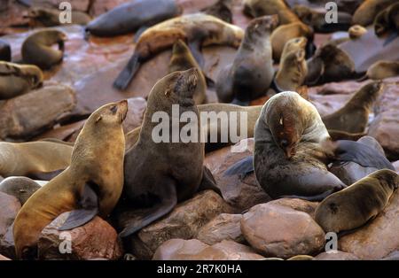 Eine Kolonie der braunen Seebären (Arctocephalus pusillus), auch bekannt als Kapfellrobbe, südafrikanische Seebären und australische Seebären, fotografiert Stockfoto