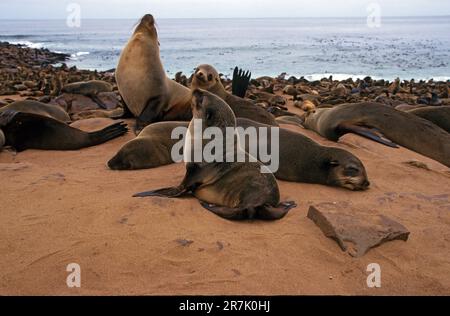 Eine Kolonie der braunen Seebären (Arctocephalus pusillus), auch bekannt als Kapfellrobbe, südafrikanische Seebären und australische Seebären, fotografiert Stockfoto