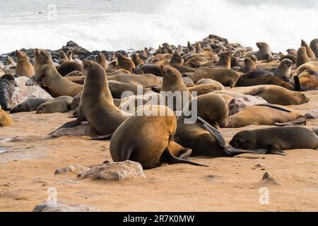 Eine Kolonie der braunen Seebären (Arctocephalus pusillus), auch bekannt als Kapfellrobbe, südafrikanische Seebären und australische Seebären, Stockfoto