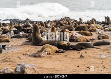 Eine Kolonie der braunen Seebären (Arctocephalus pusillus), auch bekannt als Kapfellrobbe, südafrikanische Seebären und australische Seebären, Stockfoto