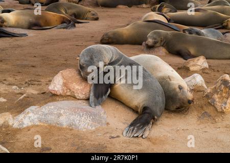 Eine Kolonie der braunen Seebären (Arctocephalus pusillus), auch bekannt als Kapfellrobbe, südafrikanische Seebären und australische Seebären, Stockfoto