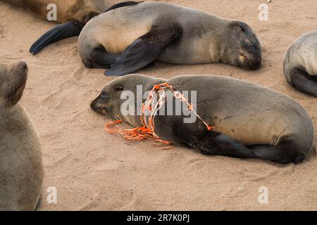 Jungfellrobbe (Arctocephalus pusillus) ist in Kunststoffabfällen gefangen, die die Fähigkeit des Einzelnen, zu jagen und zu ernähren, einschränken Stockfoto