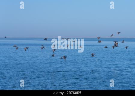 Flock of Cape Cormorant oder Cape shag (Phalacrocorax capensis) in Walvis Bay, Namibia im Flug Stockfoto