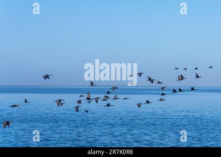 Flock of Cape Cormorant oder Cape shag (Phalacrocorax capensis) in Walvis Bay, Namibia im Flug Stockfoto