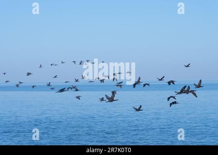 Flock of Cape Cormorant oder Cape shag (Phalacrocorax capensis) in Walvis Bay, Namibia im Flug Stockfoto