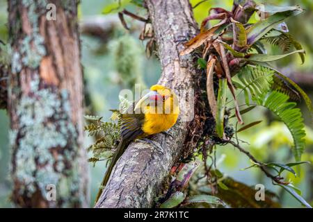 Safrantukan hoch oben auf einem Ast vor unscharfem natürlichen Hintergrund, Serra da Mantiqueira, Atlantischer Wald, Itatiaia, Brasilien Stockfoto