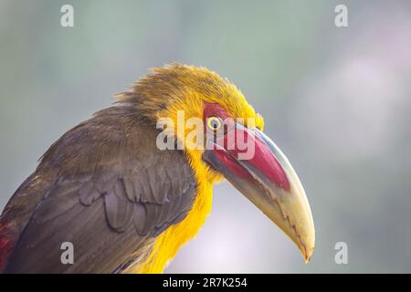 Porträt eines Saffron-Tukanets vor unscharfem Hintergrund, Serra da Mantiqueira, Atlantic Forest, Itatiaia, Brasilien Stockfoto