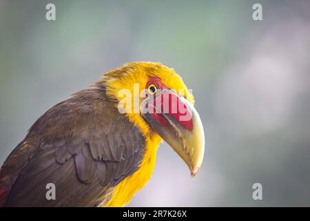 Porträt eines Saffron-Tukanets vor unscharfem Hintergrund, Serra da Mantiqueira, Atlantic Forest, Itatiaia, Brasilien Stockfoto