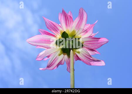 Nahaufnahme auf der Unterseite einer rosa-gelben Kolumbinenblume der Dahlia auf blauem Himmelshintergrund Stockfoto