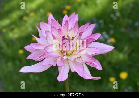 Nahaufnahme einer rosa-gelben Kolumbinenblume der Dahlia im Garten Stockfoto